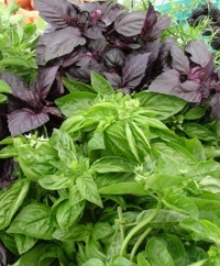 Basil