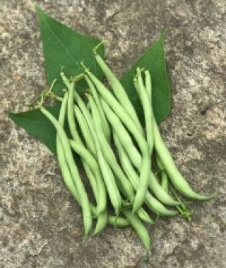 Émérite Filet Pole Bean