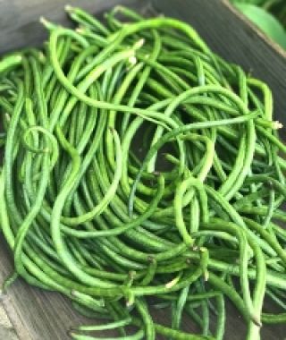 Orient Wonder Pole Bean