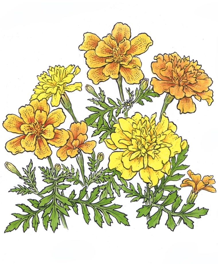 Bedding Flowers