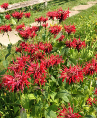 Bee Balm 