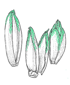 Chicons au Gratin
