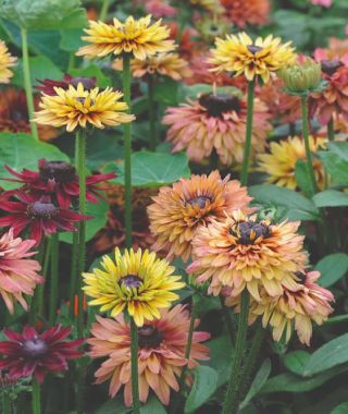 Sahara Black-Eyed Susan 