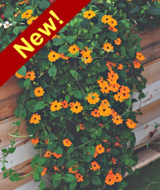 Superstar Orange Black Eyed Susan Vine 