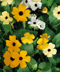 Black-Eyed Susan Vine