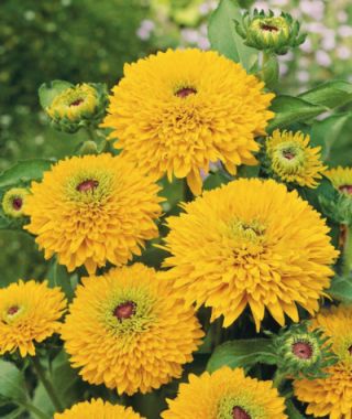 Maya Black-Eyed Susan 