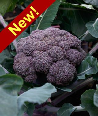 Purple Magic Broccoli 
