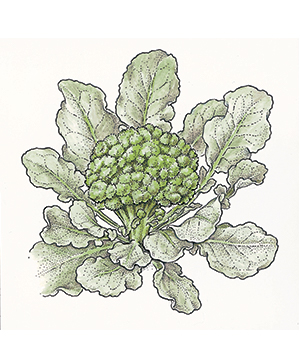 Cold Broccoli Salad