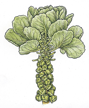 Braised Brussels Sprouts with Mustard Cream Sauce
