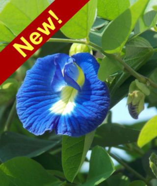 Butterfly Pea 