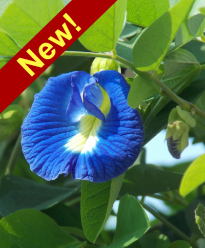 New Varieties