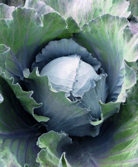 Cabbage