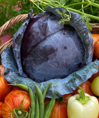 Kosaro Red Cabbage