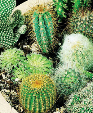 Cacti & Succulents