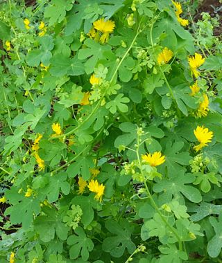 Canary Creeper