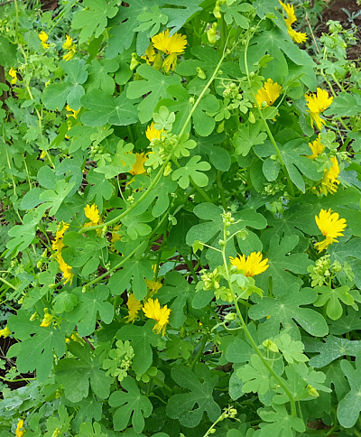 Canary Creeper