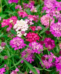 Candytuft