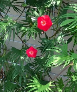 Cardinal Climber 