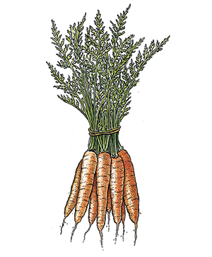 Carrot Stew