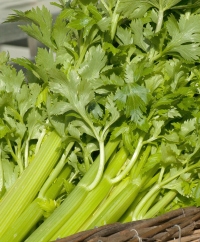 Celery