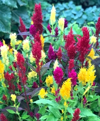 Celosia