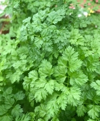 Chervil