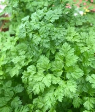 Classic Garden Chervil