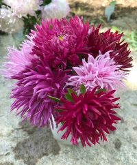 China Asters