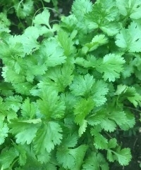 Coriander/Cilantro