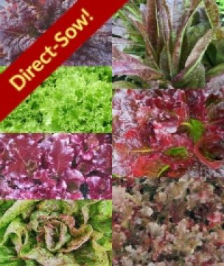 The Colorful Lettuce Sampler