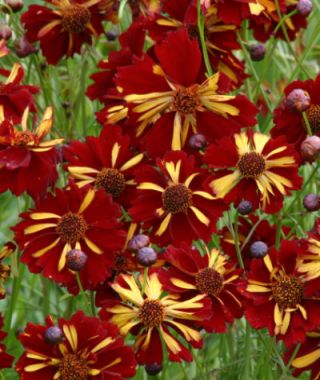The Roulette Coreopsis Mixture 