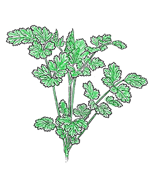 Cilantro Ranch Dressing