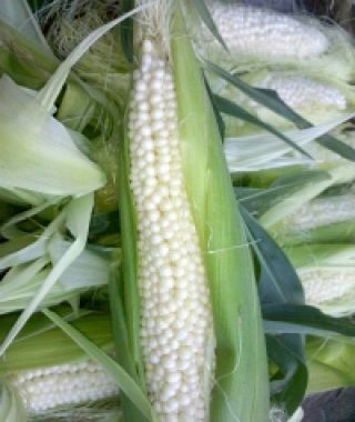Country Gentleman Shoepeg Corn