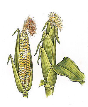 Creamy Sage Corn