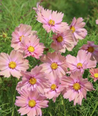 Apricotta Cosmos