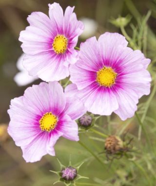 Daydream Sensation Cosmos 