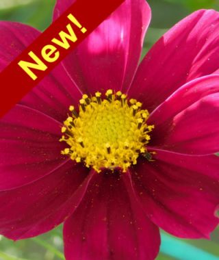 Dazzler Sensation Cosmos 