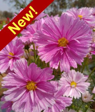 Pink Mosaic Cosmos