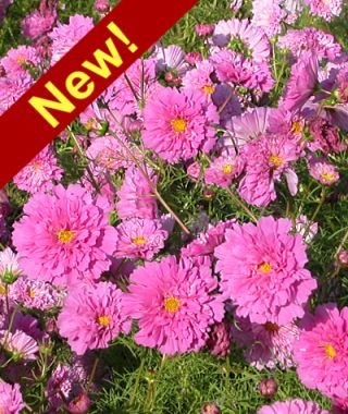 Rose Bon Bon Double Click Cosmos 