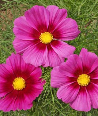 Radiance Sensation Cosmos 