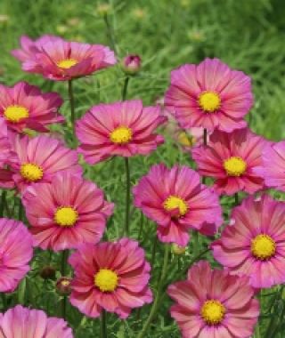Xsenia Cosmos