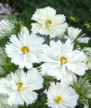 White Psyche Cosmos