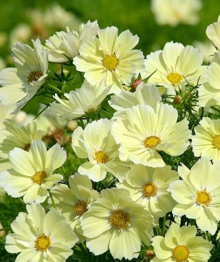 Xanthos Cosmos