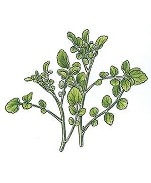 Pork Chops on a Bed of Watercress