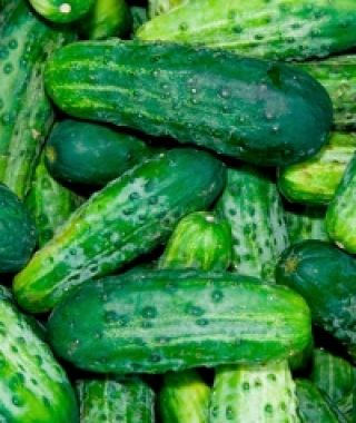 Bush Pickle Pickling Cucumber