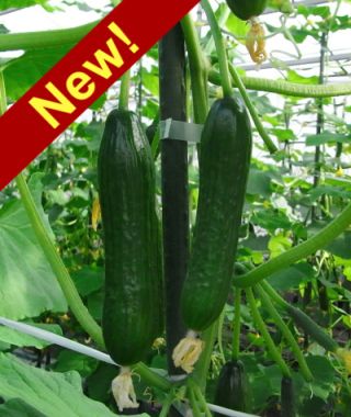 Ishtar Cucumber 