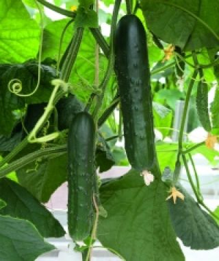 Lisboa Cucumber