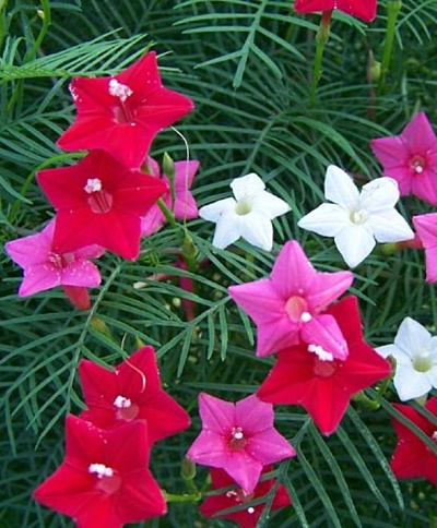 Cypress Vine