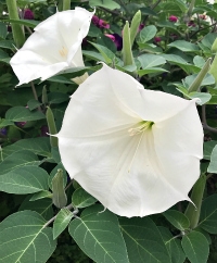 Datura