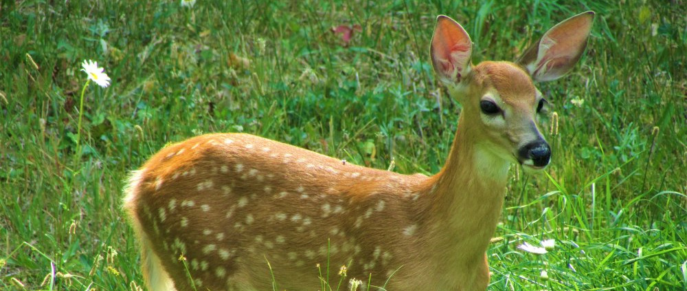 Deer Resistant Seed Varieties